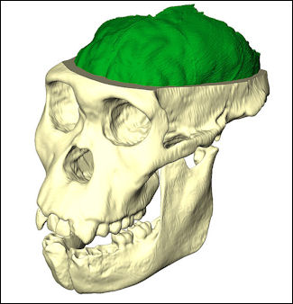 20120202-australopithecus_sediba endocast.jpg
